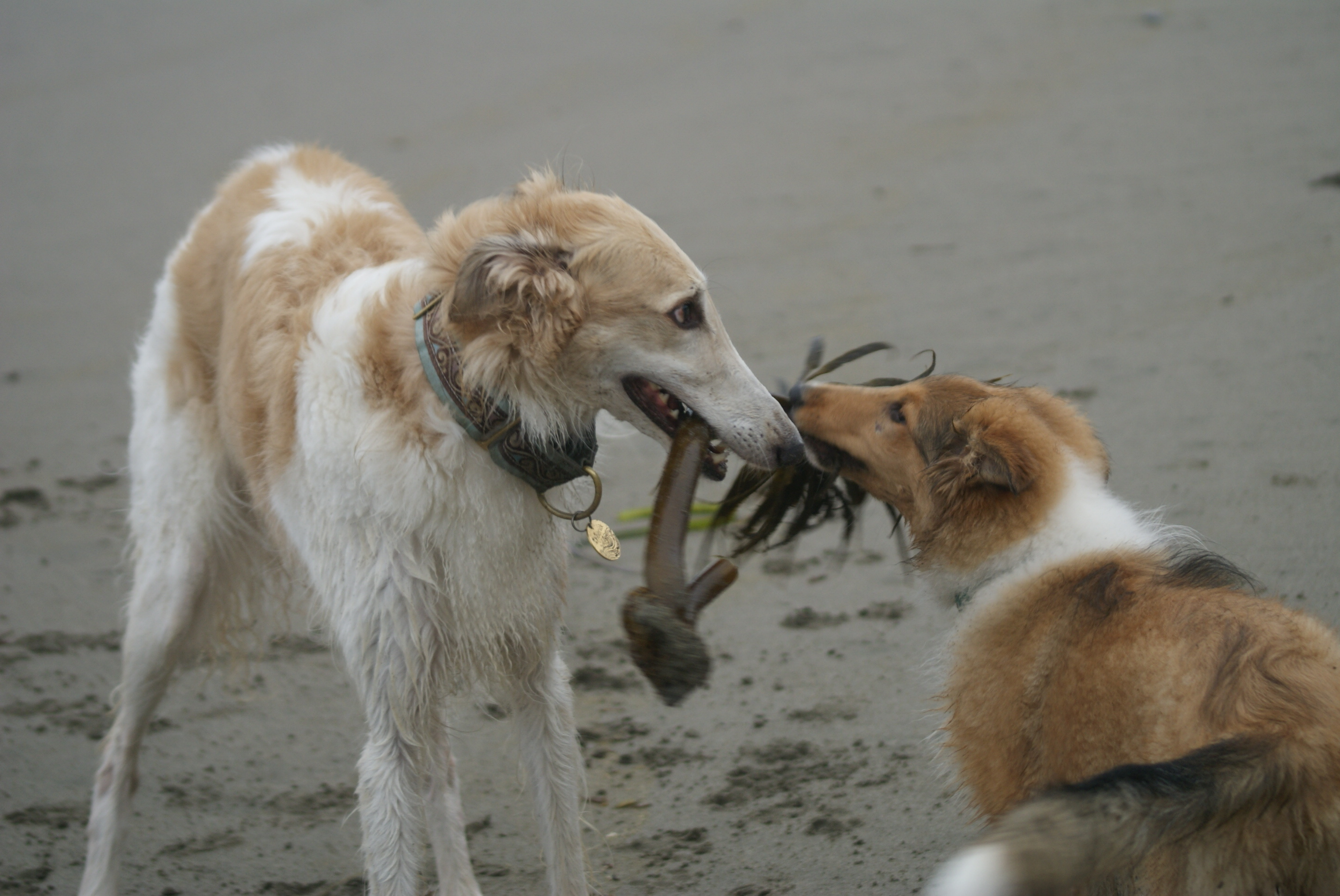 Does The Borzoi Have Rabies