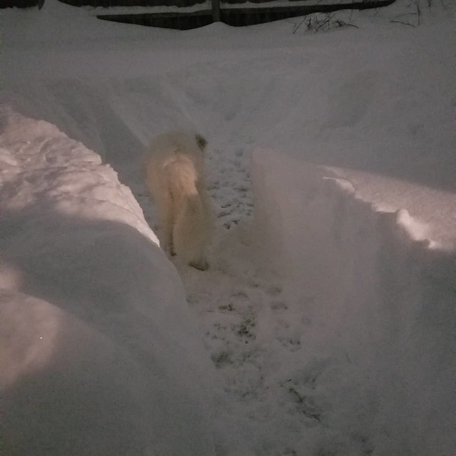 A blurry dark picture of three foot snow walls and one large dog standing in a dug out section.