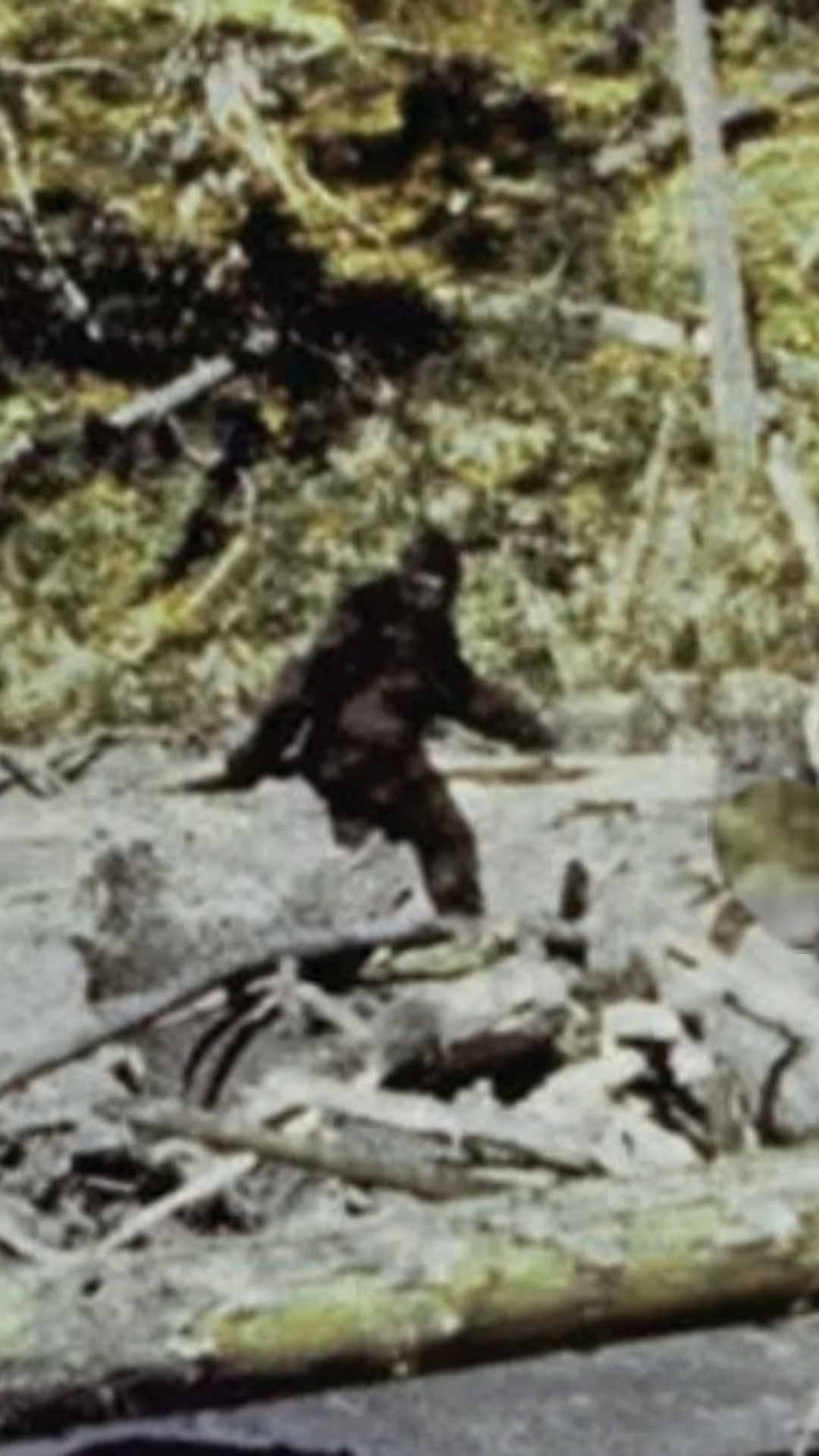 Bigfoot, Sasquatch, and Yeti - TV Tropes